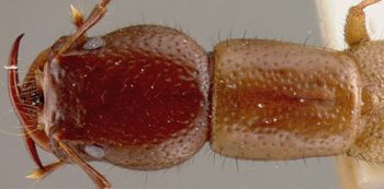 Media type: image;   Entomology 27534 Aspect: head dorsal view